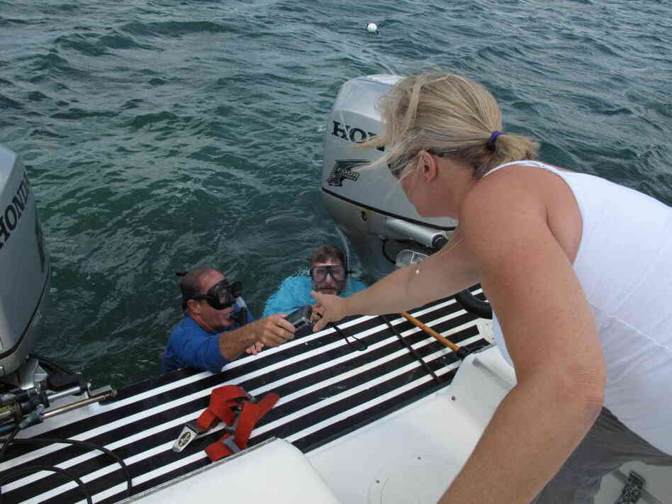 Surfacing after a dive in the Sarasota Bay Surfacing after a dive in the Sarasota Bay